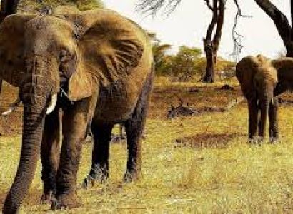 7 Days Tanzania Wildlife Safari Tour