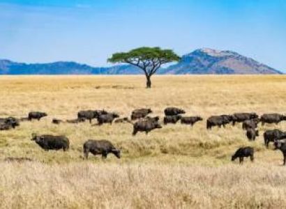 10 Day Tanzania Safari - Zanzibar Beach Tour