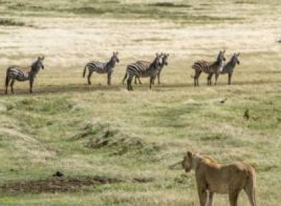 12-Day Great Migration Safari Tour
