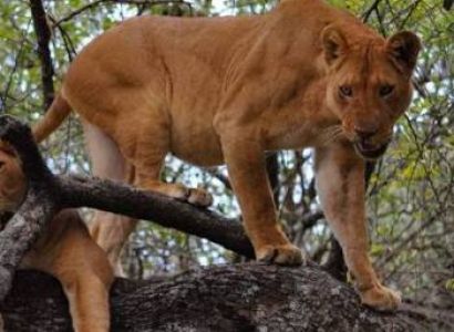 Lake Manyara National Park Day Trip