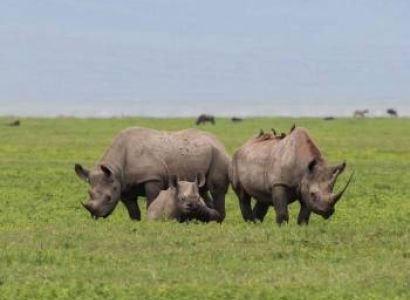 Ngorongoro Crater Day Trip
