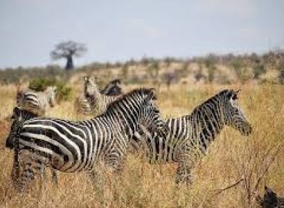 5days 4 Nights in the Wild