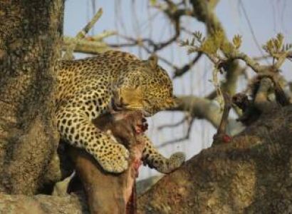 5 Days Tanzania Wildllife Safaris Tour