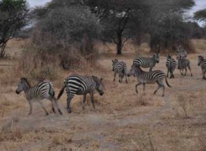 10 Days - 9 Nights Tanzania Wildlife Safaris - Cultural Tour