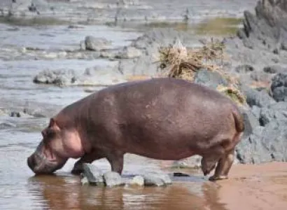 8 Days - 7 Nights Tanzania Safaris Tour