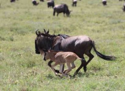 30 Days Volunteer Program South Africa Tour