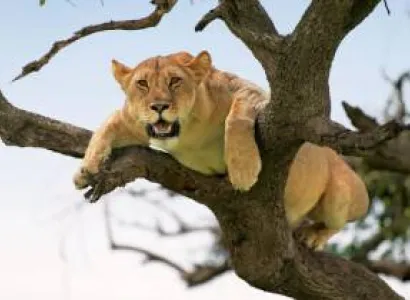 13 Day Luxury Travel Tanzania And Kenya Tour