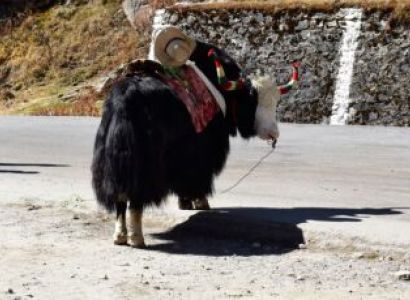 Gangtok - Nathula - Zuluk 4N 5D Tour