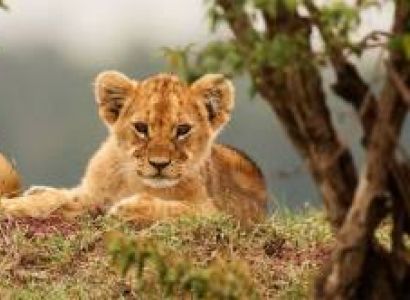 Nairobi To The Beach-2 Parks Safari Nairobi-Tsavo West-Tsavo East-Mombasa Beach Safari - 3 Days