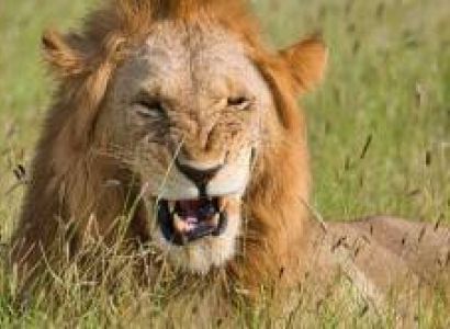 Nairobi To Kenya Beach - 2 National Parks Safari Tour