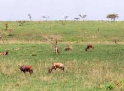3 Day Masai Mara Private Safari Adventure In 4×4 Jeep Tour