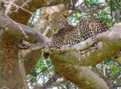 5D 4N Tarangire - Serengeti - Ngorongor - Oldvai Gorge - Lake Manyara Tour