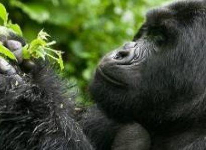 Relish 3 Days Of Gorilla Trekking In Rwanda Tour