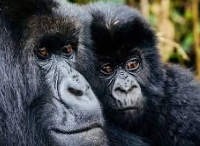 4 Days - 3 Nights Gorilla Trekking - Rwanda Tour