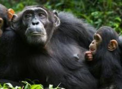 7 Days - 6 Nights Rwanda’s Primate Connect Tour
