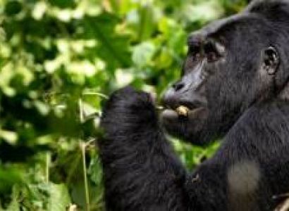 3-Day Gorilla Trek In Uganda Tour