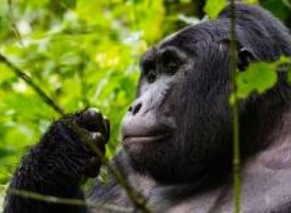 5 Days - 4 Nights Uganda Gorilla Trekking Tour