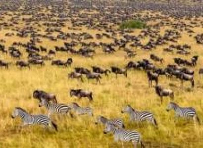 4 Days - 3 Nights Masai Mara Game Reserve Safari Tour