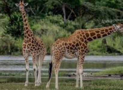 6 Days - 5 Nights Amboseli National Park - Lake Naivasha Area Attractions