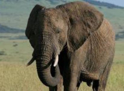 A Full Week To Explore Kenya - Tanzania By 4x4 Land Cruiser Jeep Amboseli-Lake Manyara-Serengeti-Ngo