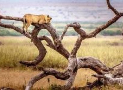 8 Day Kenya - Tanzania Discovery Safari Come Explore 5 Parks And World-Famous Sites