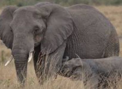 Ngorongoro Tour Packages