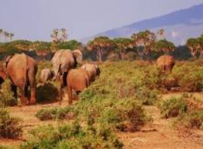 8 Days Kenya Safari Holiday Package