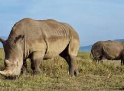 7 Days Nairobi - Masai Mara - Lake Nakuru Safari Package