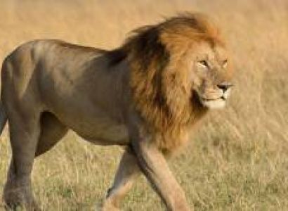 8 Days 7 Nights Kenya Safaris Tour