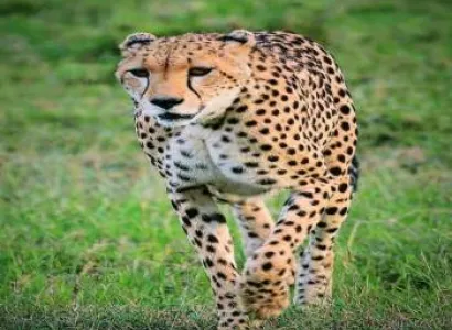 3 Nights 4 Days Maasai Mara