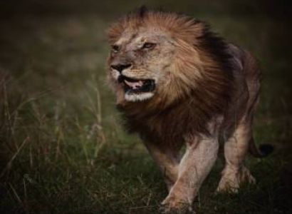 3 Nights 4 Days Maasai Mara