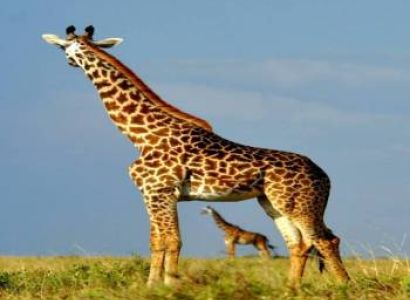3 Nights 4 Days Maasai Mara