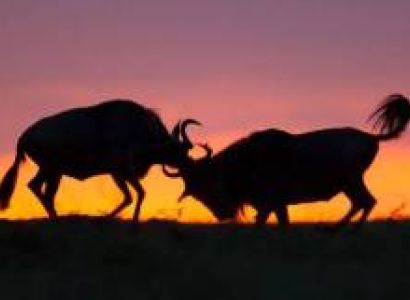 3 Nights 4 Days Maasai Mara