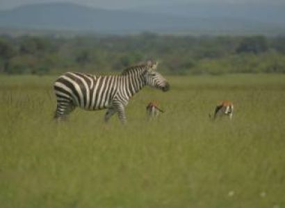 8 Days Kenya Big Five Special