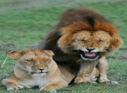 8 Days Kenya Big Five Special