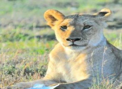 8 Days Kenya Big Five Special