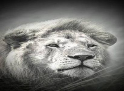 8 Days Kenya Big Five Special