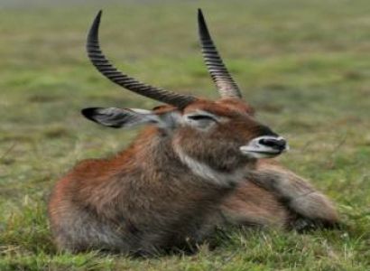 8 Days Kenya Big Five Special