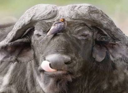 8 Days Kenya Big Five Special