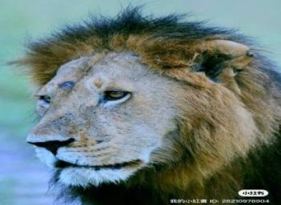 3 Days 2 Nights Masai Mara Safari