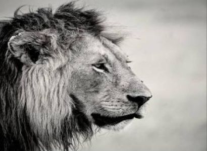 3 Days 2 Nights Masai Mara Safari