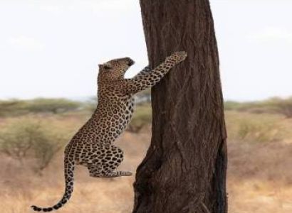 3 Days 2 Nights Masai Mara Safari