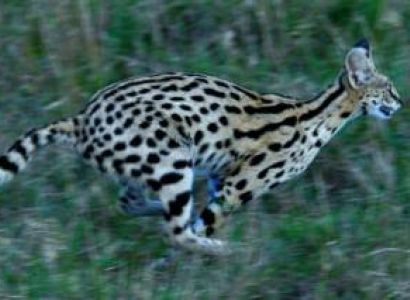 3 Days 2 Nights Masai Mara Safari