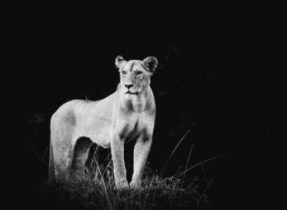 LUXURY 4 DAYS MASAI MARA SAFARI