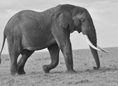 LUXURY 4 DAYS MASAI MARA SAFARI