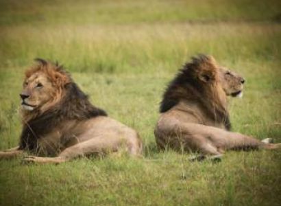 LUXURY 4 DAYS MASAI MARA SAFARI