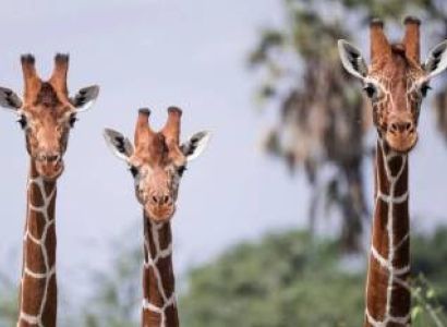 Samburu Tour Packages