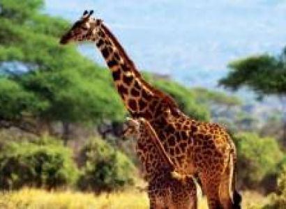 10 Days Kenya Safari In The South - To The Coast Tour