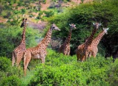 6 Days Kenya Safari Between Mombasa - Nairobi Tour