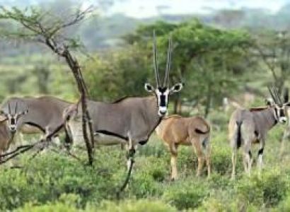 6 Days Kenya Samburu And More Tour